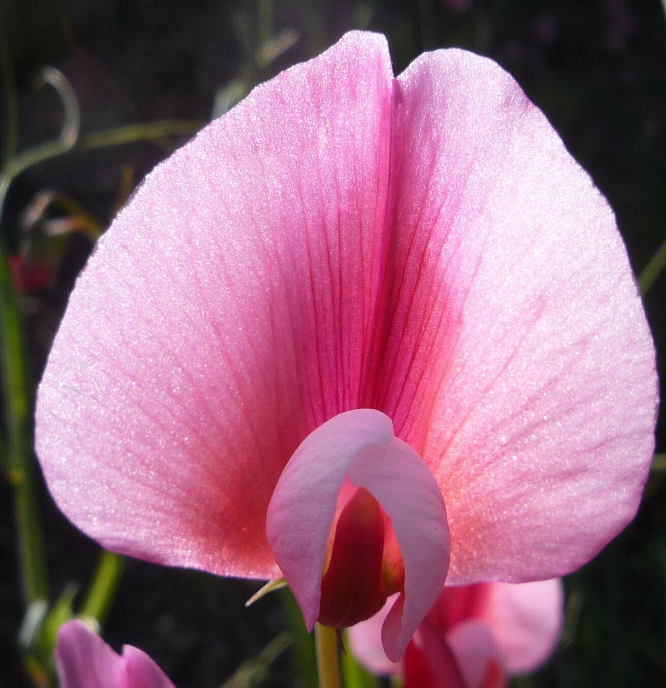 High Resolution Lathyrus latifolius Flower